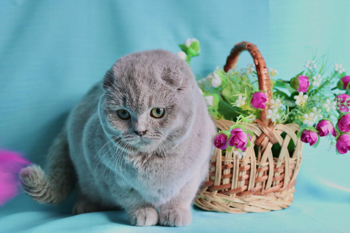 Кот лиловый вислоухий! Бельцы.  фото 3