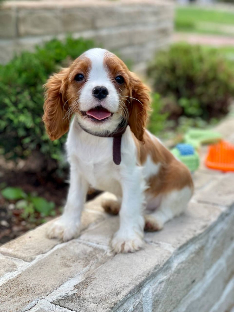 Кавалер чарльз кинг спаниель Cavalier King Charles Spaniel foto 6