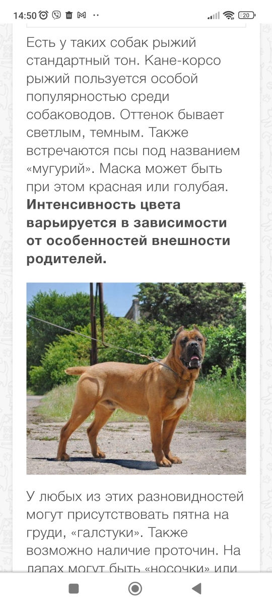 Cane corso  foto 4