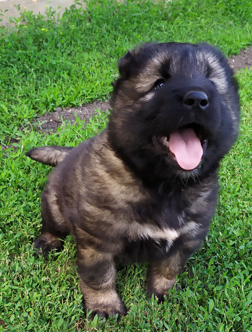 Cățel caucazian!!!