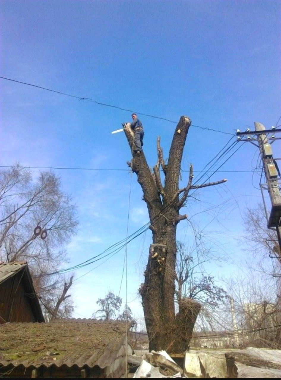 Пилим деревья Doborîm arbori periculoși foto 0