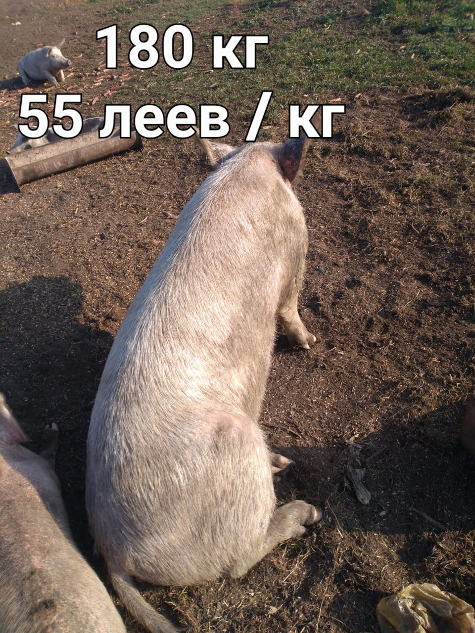 Продам свиней на мясо