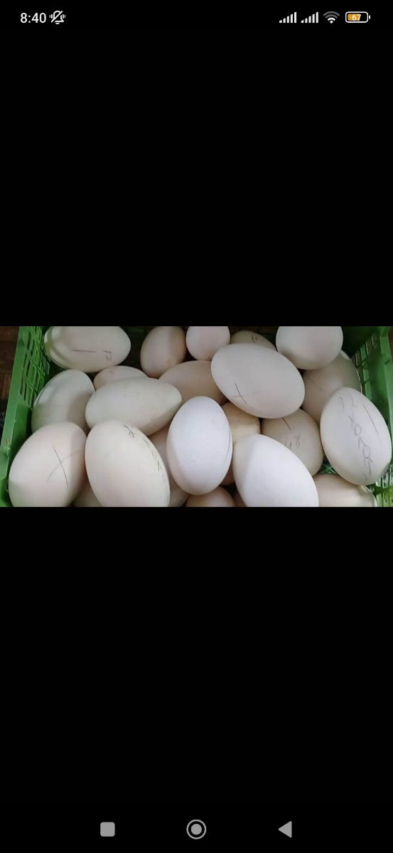 Продам гусиные и утиные яйца на инкубацию