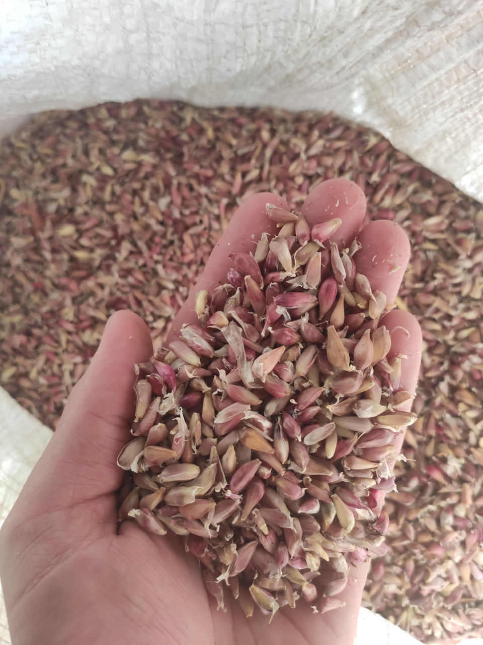 Продам (воздушка) семена чеснока. Сорт "Любаша".