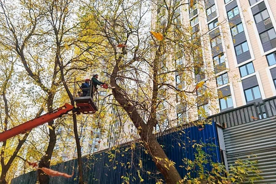 Вырубка деревьев любой сложности гарантия 100% foto 1