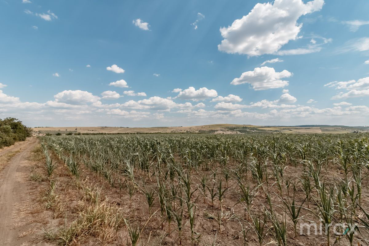 Spre vânzare teren, destinație agricolă amplasat în s. Sângera foto 2