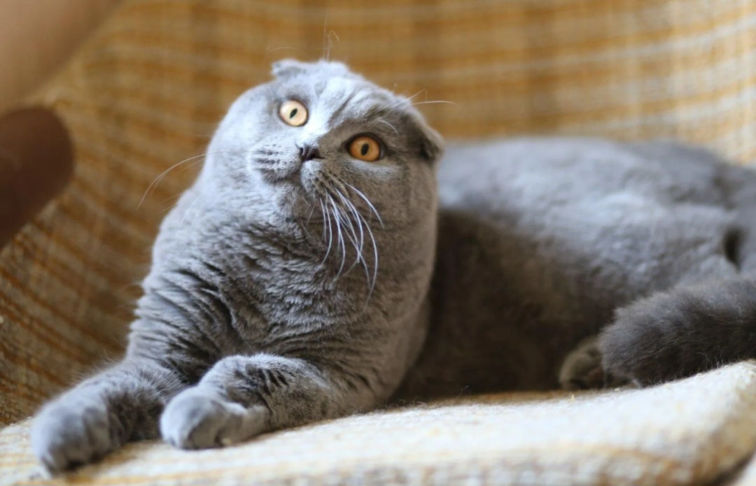 Montă - imperechere,cu motan scottish fold фото 3
