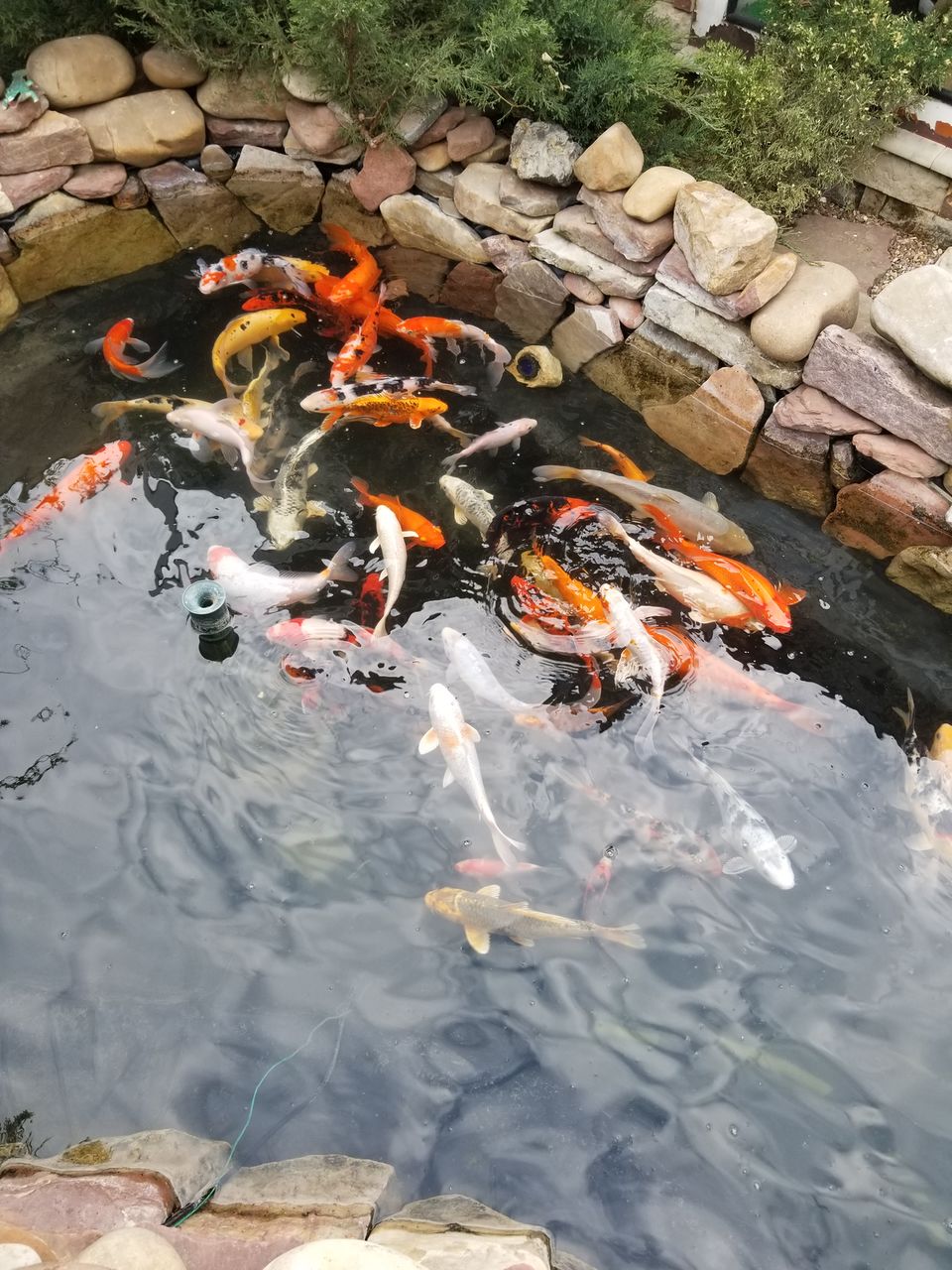 Karp-Koi peşti de vânzare ( avem și micuți ) foto 2