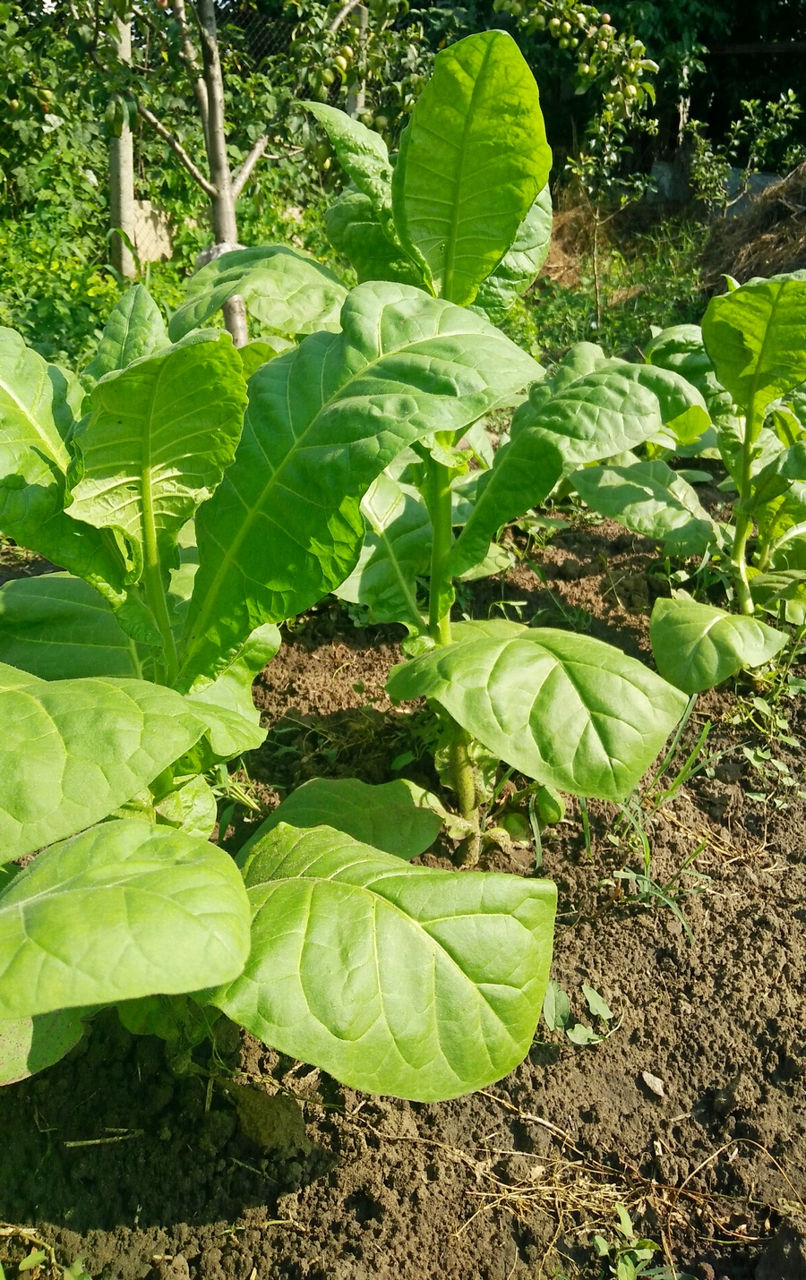Seminte tutun cемена табака разные сорта!!! foto 4