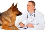 Ветеринарная помощь,вызов ветеринарного врача на дом, лучший вет для вашего питомца. foto 2