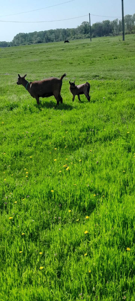 Vind capre foto 7