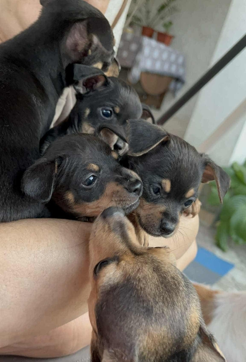 Cățeluși de buzunar! foto 4