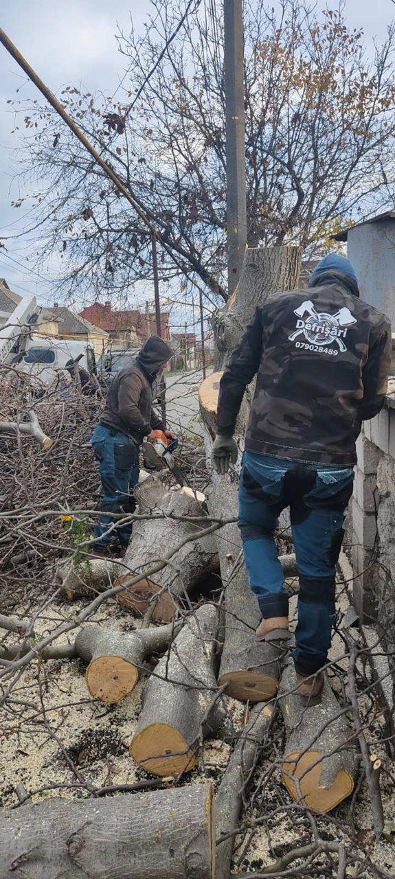 Servicii complexe de tăiere și toaletare a copacilor! Echipament profesional și echipa cu experienta foto 7