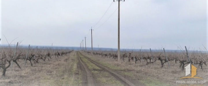 86 hectare de vita de vie Merlo Caberne foto 9