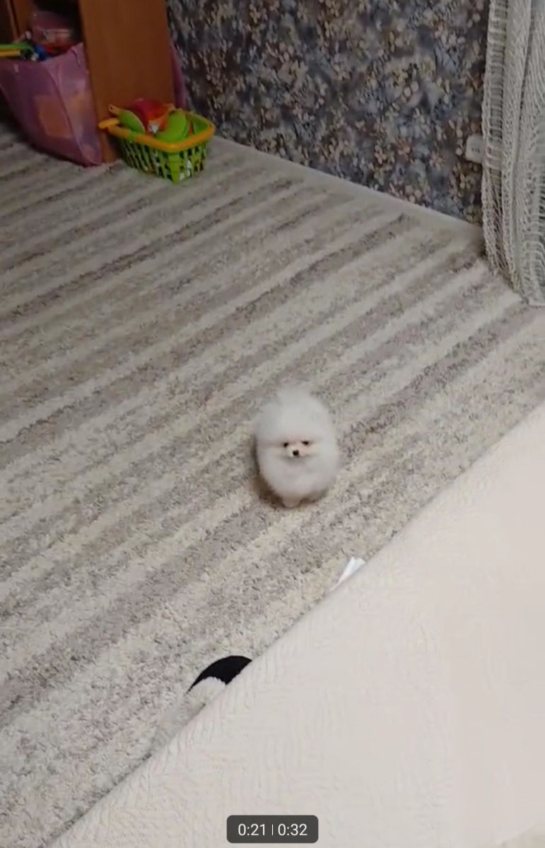 Срочно !!!(toy)spitz Pomeranian foto 1