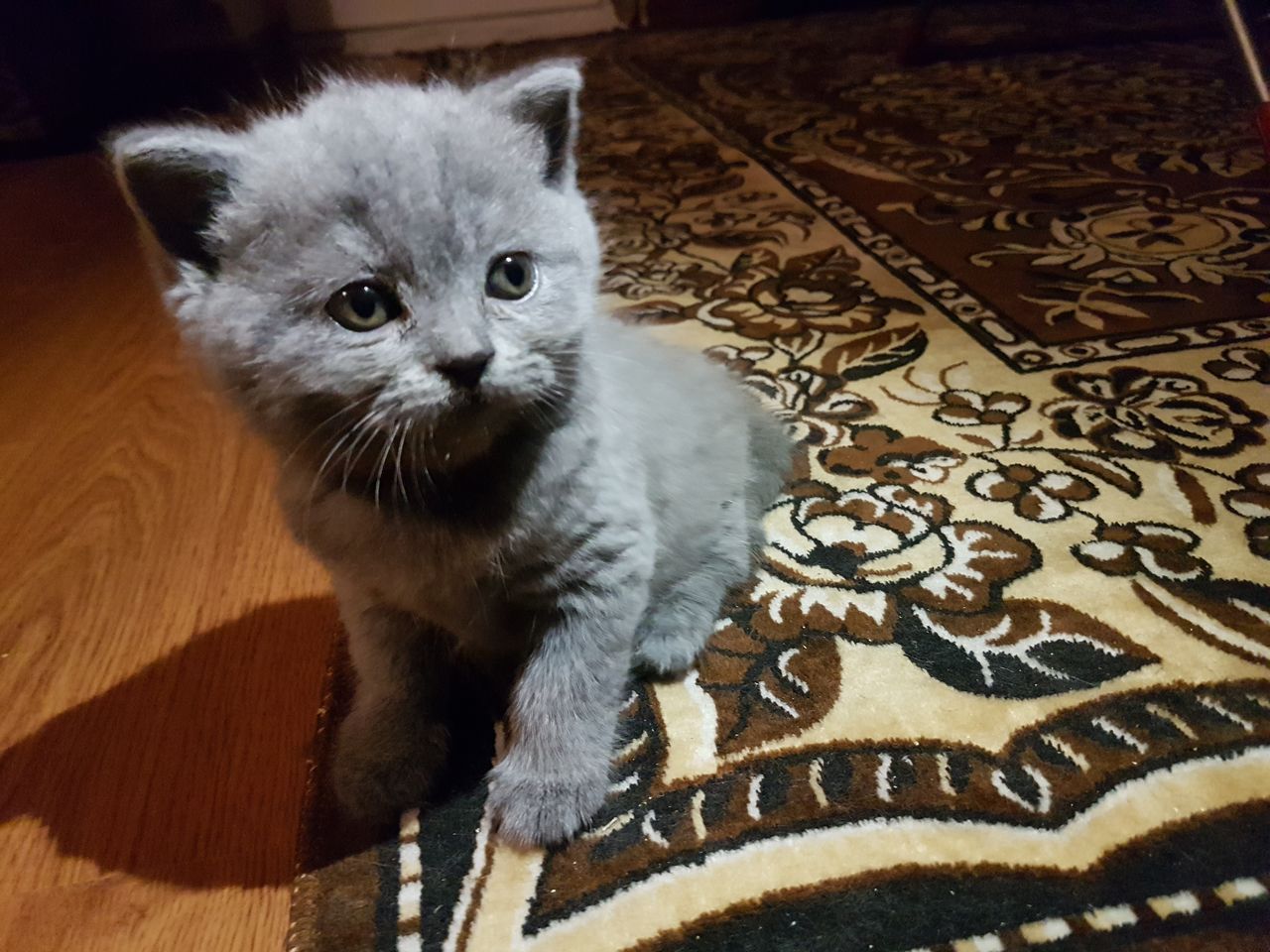 Британец