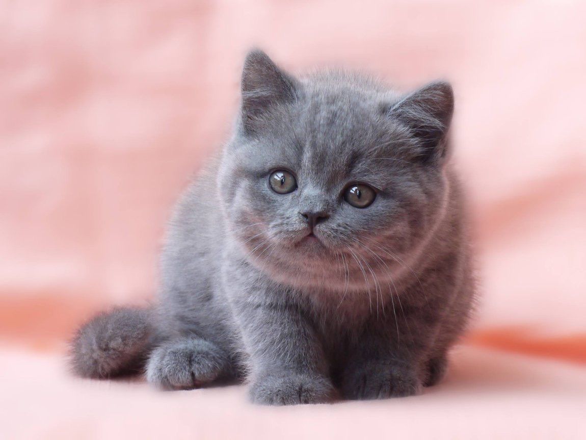 Британская Кошка Котенок Фото