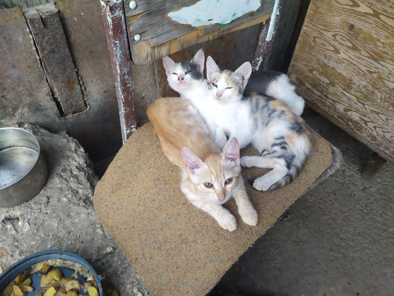 Отдам в добрые руки котят