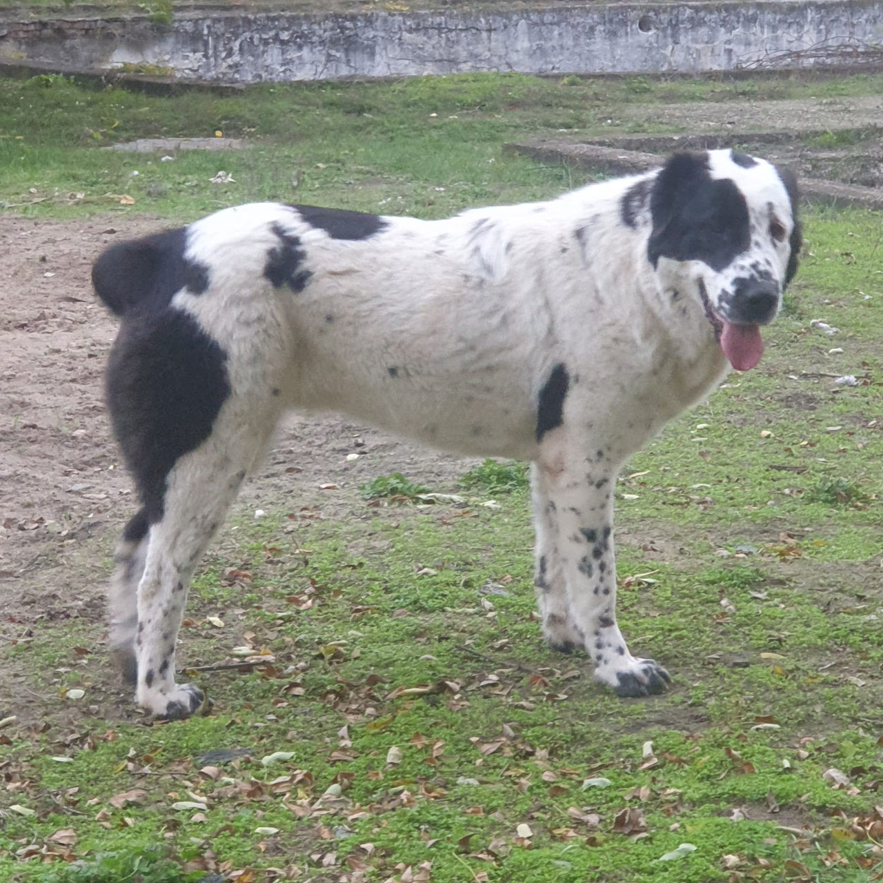 Щенки среднеазиатской овчарки САО (алабай) foto 1