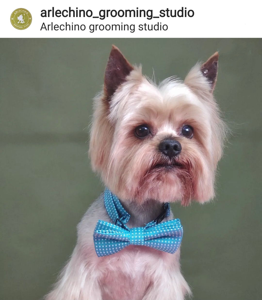 "Arlechino Grooming Studio". Буюканы. Стрижка собак и кошек. foto 6