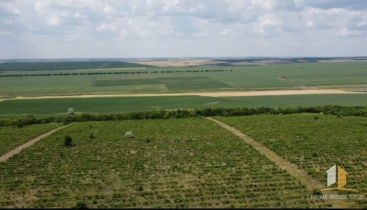 86 hectare de vita de vie Merlo Caberne foto 0