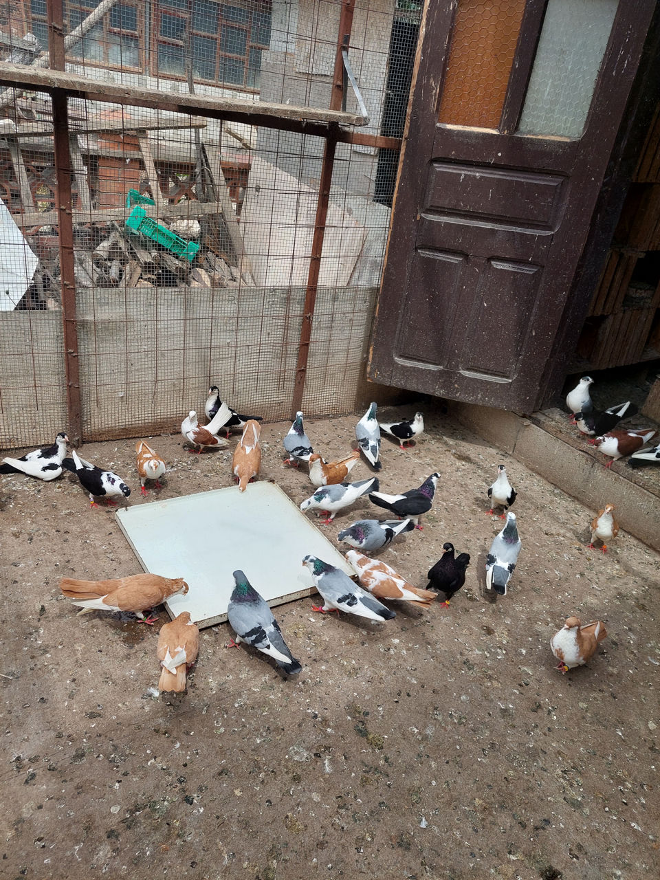 Porumbei Jucatori de Galati foto 1