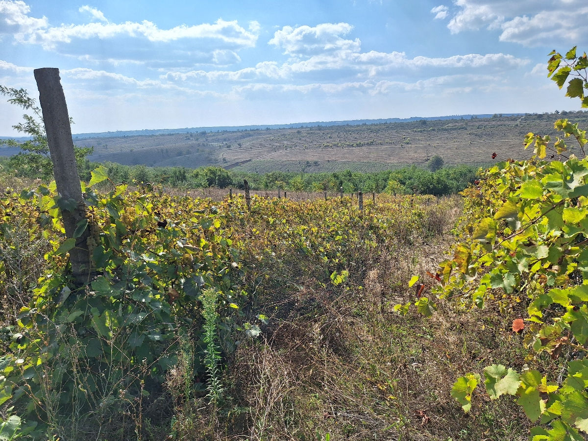 Vind teren arabil în rl Hincesti, sat. Ciuciuleni. Cu acces la drumul central direct foto 2