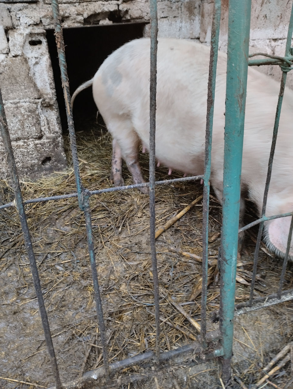 Продам свиноматку