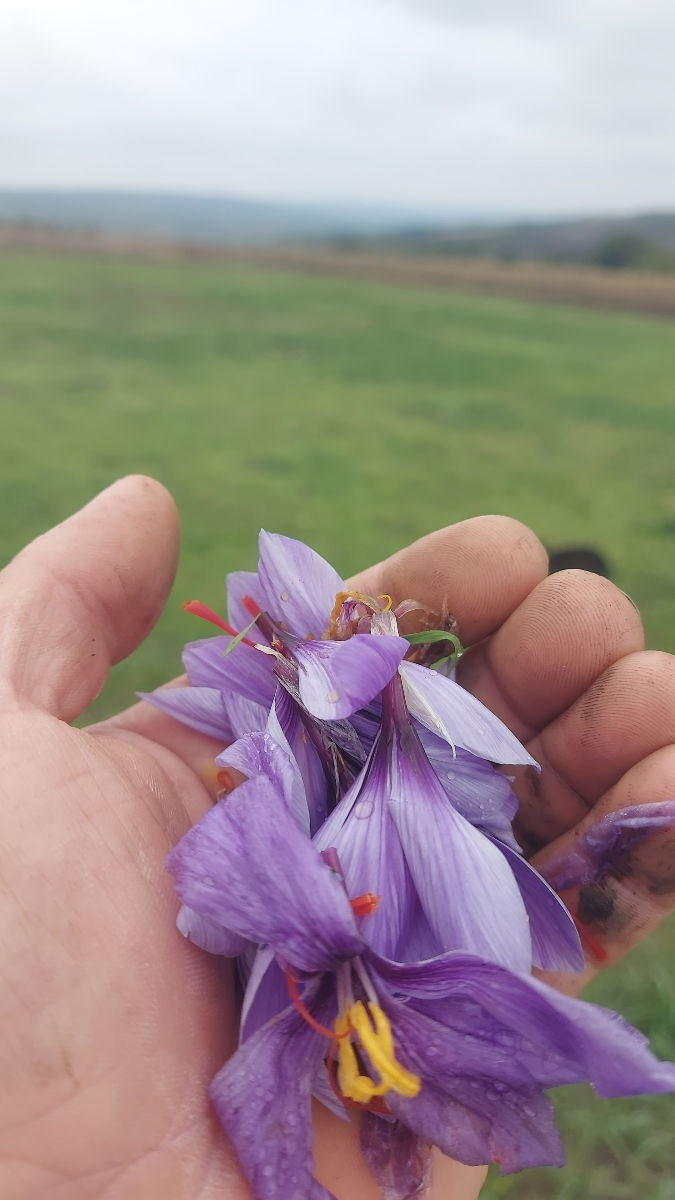 Bulbi de Şofran foto 1