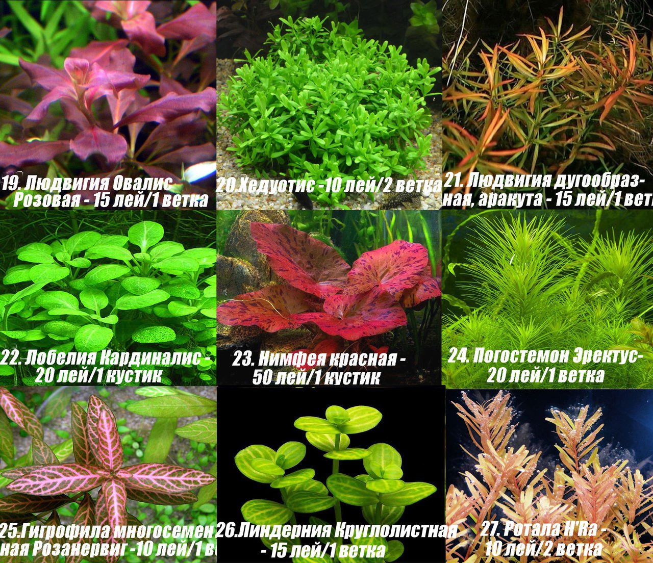 Аквариумные высокие растения фото с названиями