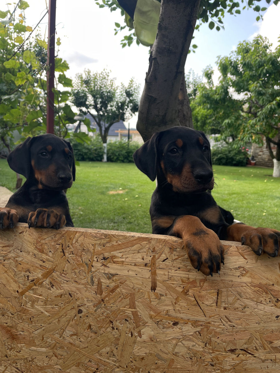 Doberman  foto 6