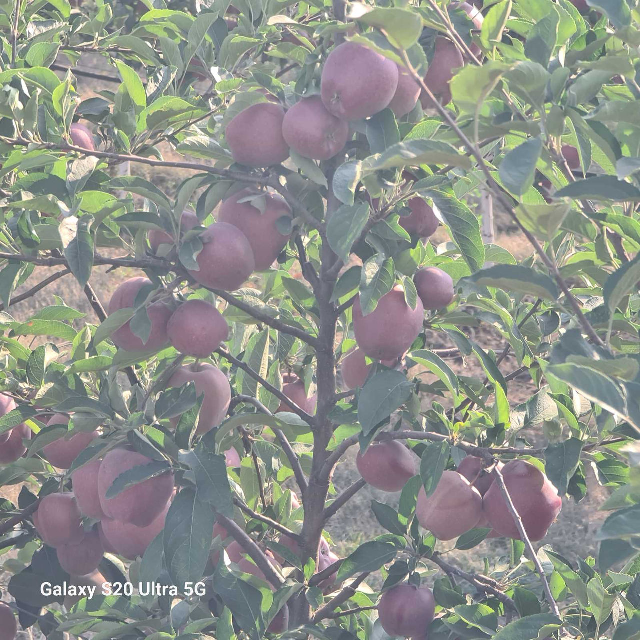 Vind Mere Red Delicious Jaromine; Gala T-Rex foto 2