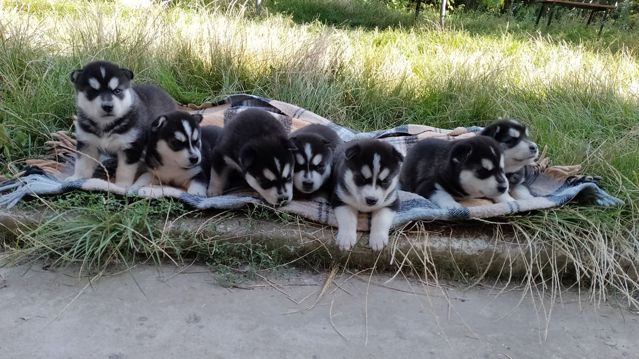 Щенки хаски 1 месяц фото