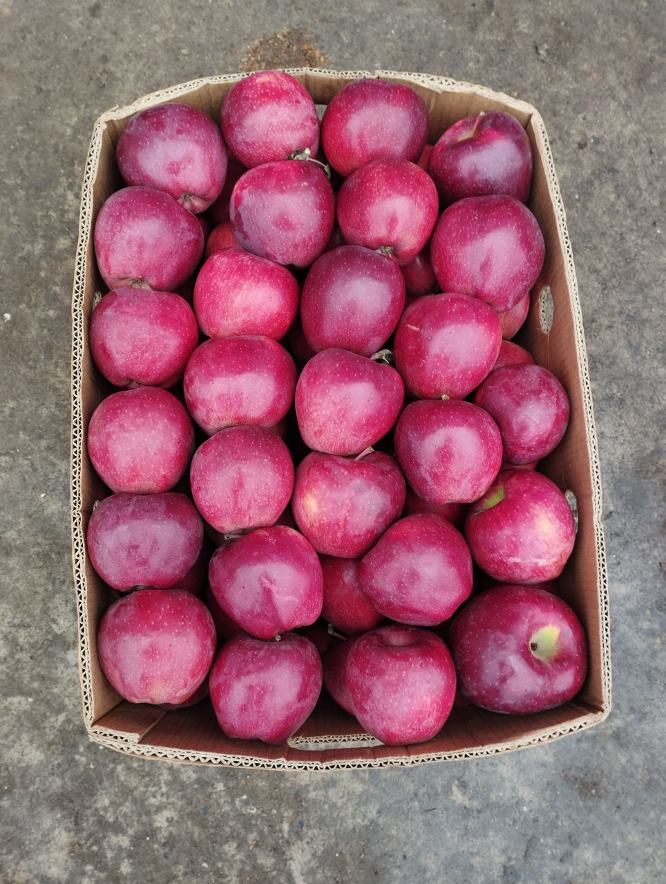 Куплю яблоки