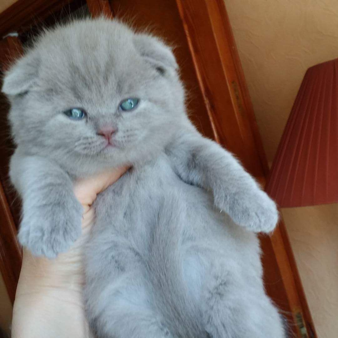 Чебоксары Купить Котят Шотландских Вислоухих