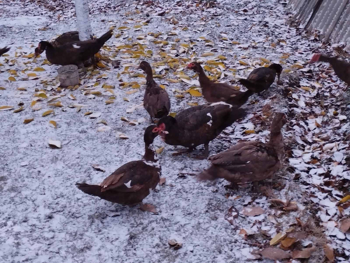 vind familii de rati mute de saminta- cu 110 lei/kg-viu-or.orhei  foto 0