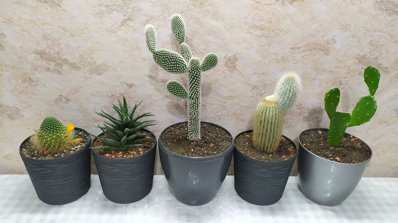 Cactus.Livrare. / Кактус. Доставка. foto 9