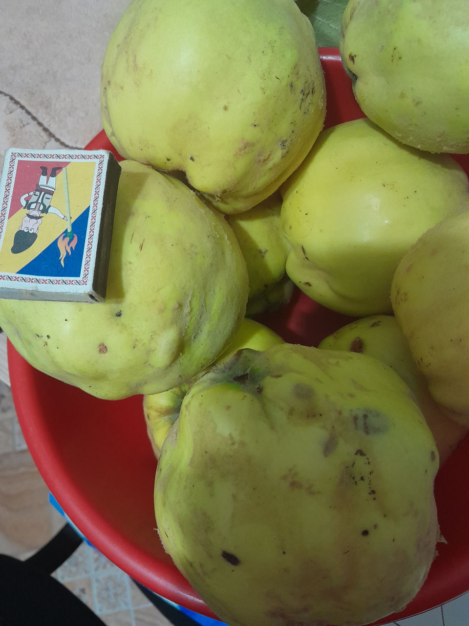 Продаётся айва сорт яблочный и Кодрянка.