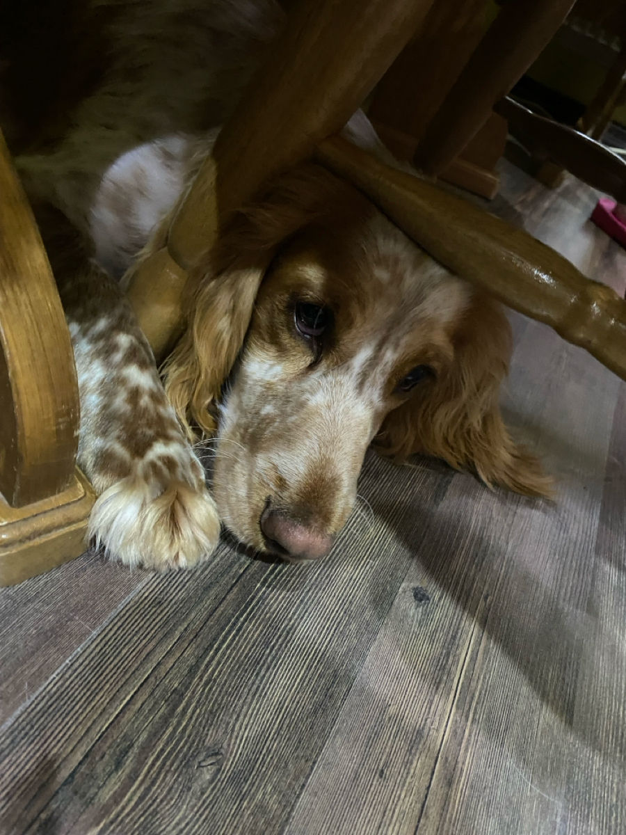 Cățeluși de Cocker Spaniel foto 6