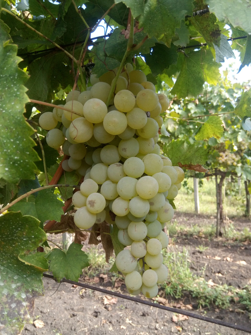 Продам виноград.