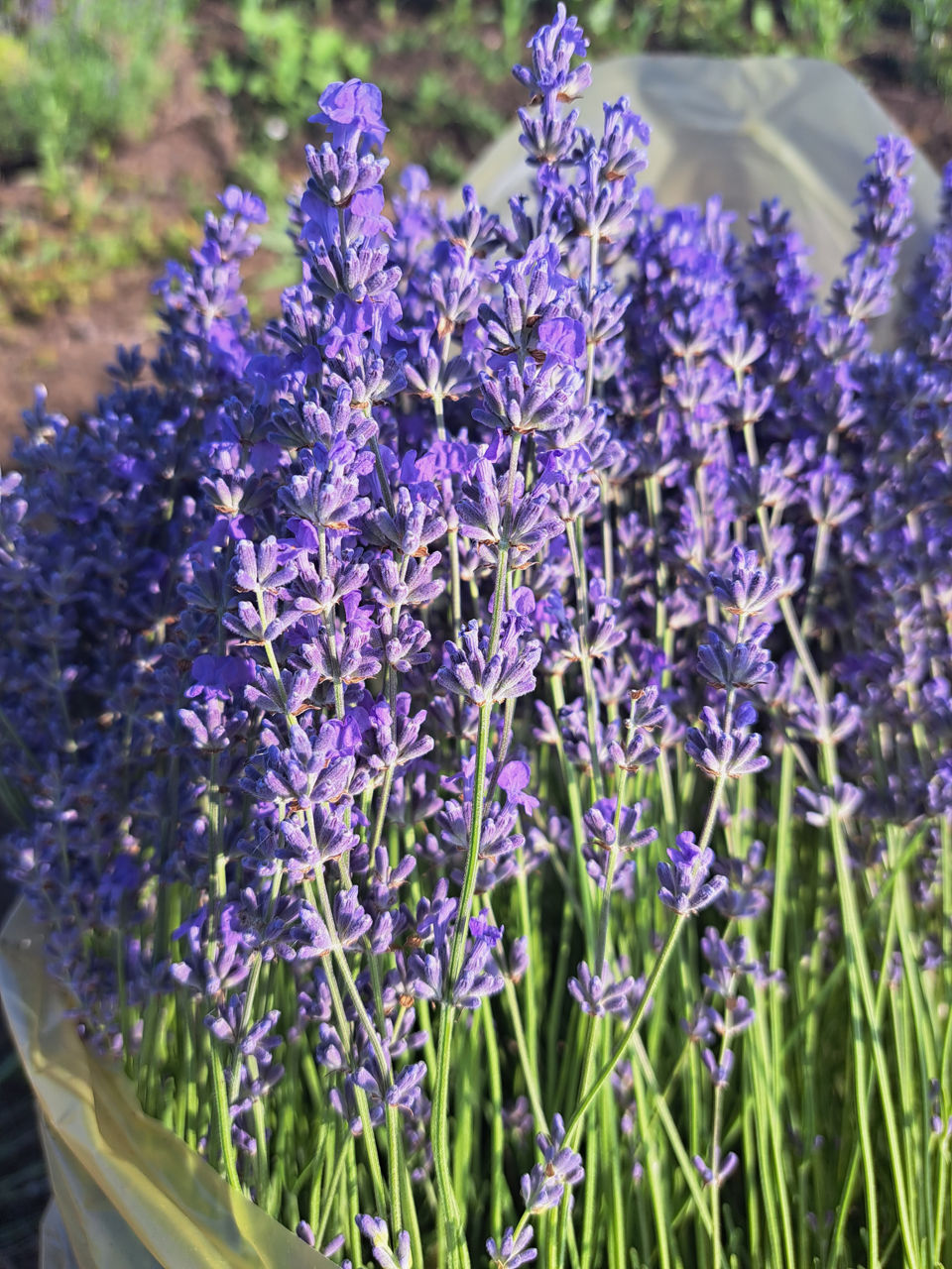 Lavanda foto 1