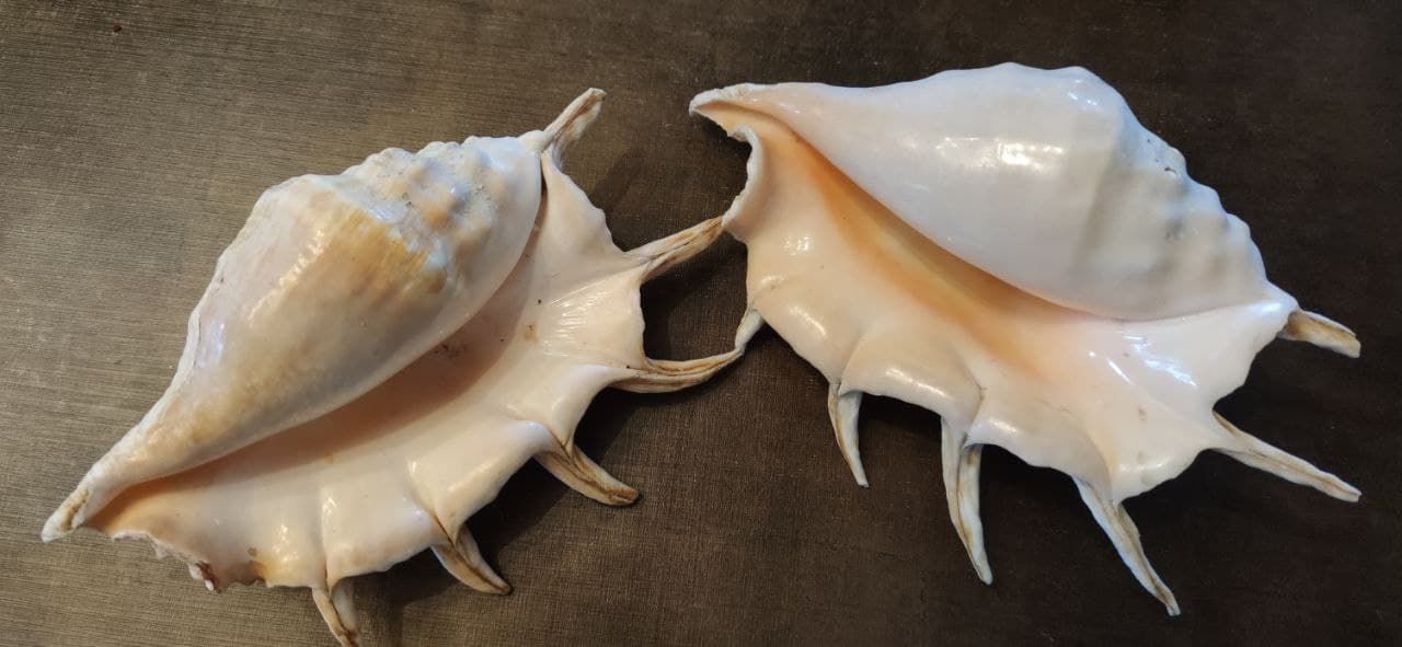 Морские раковины