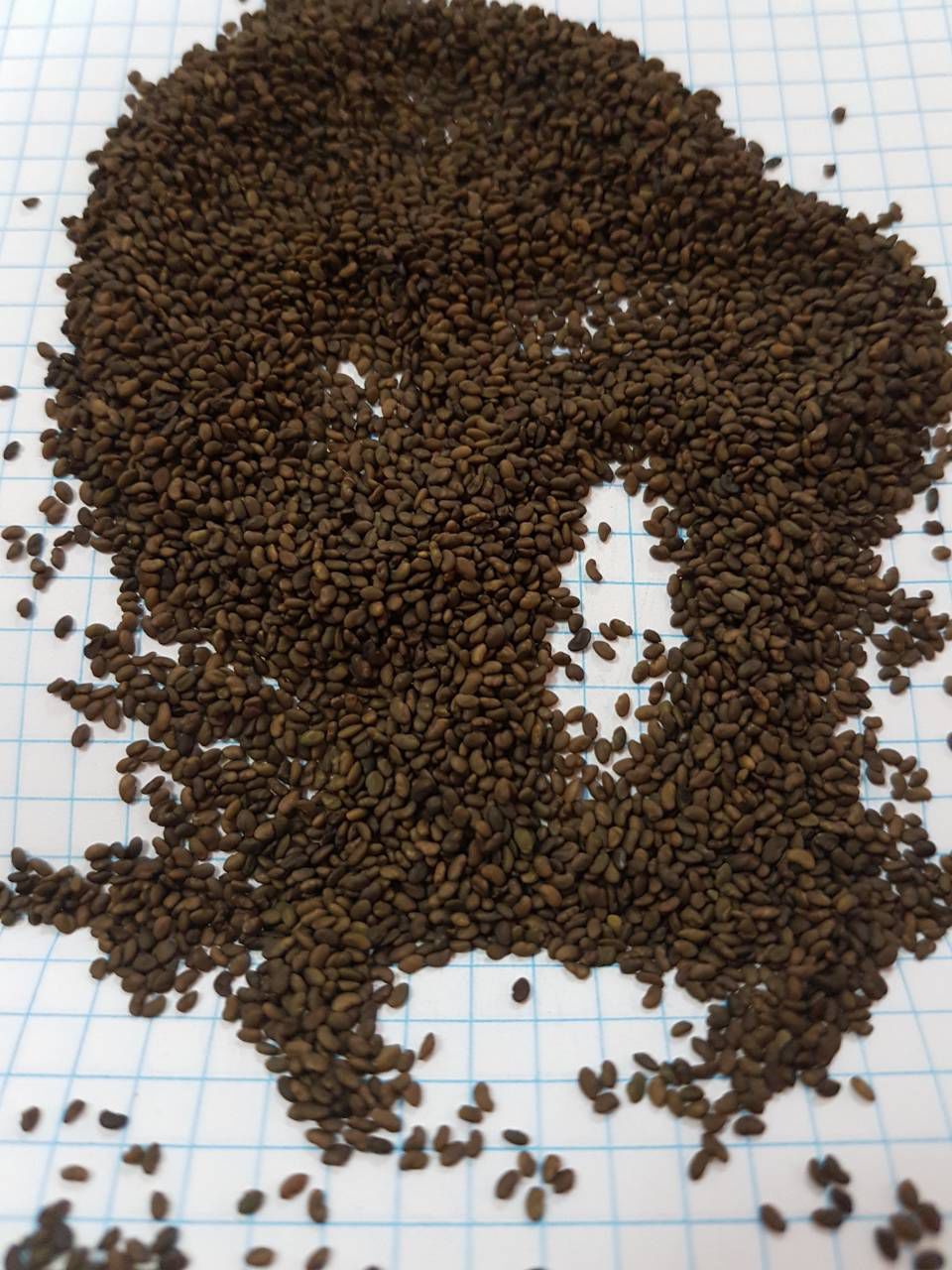 семена люцерны фото