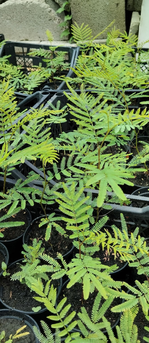 Mimoza foto 0