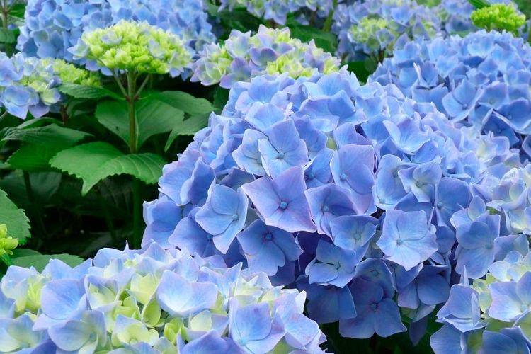 Hortensia foto 0