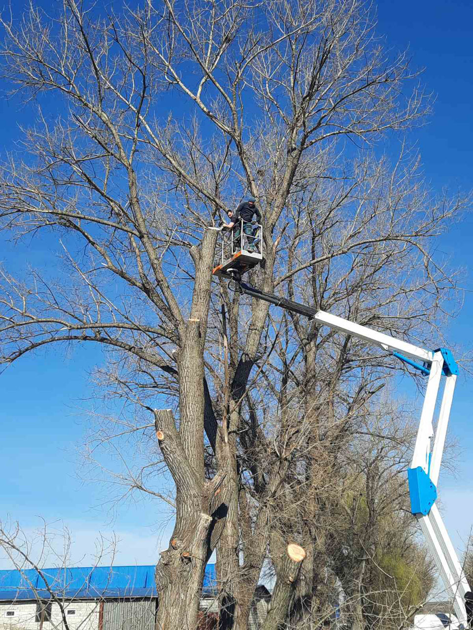 Servicii profesionale de defrișări! foto 2