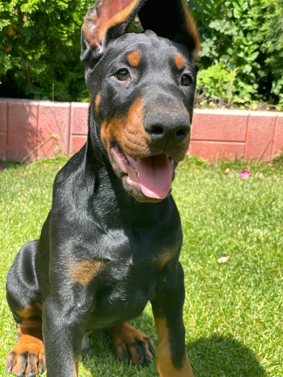Doberman  foto 0