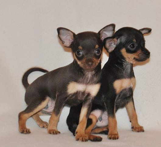 Mini toy terrier foto 0