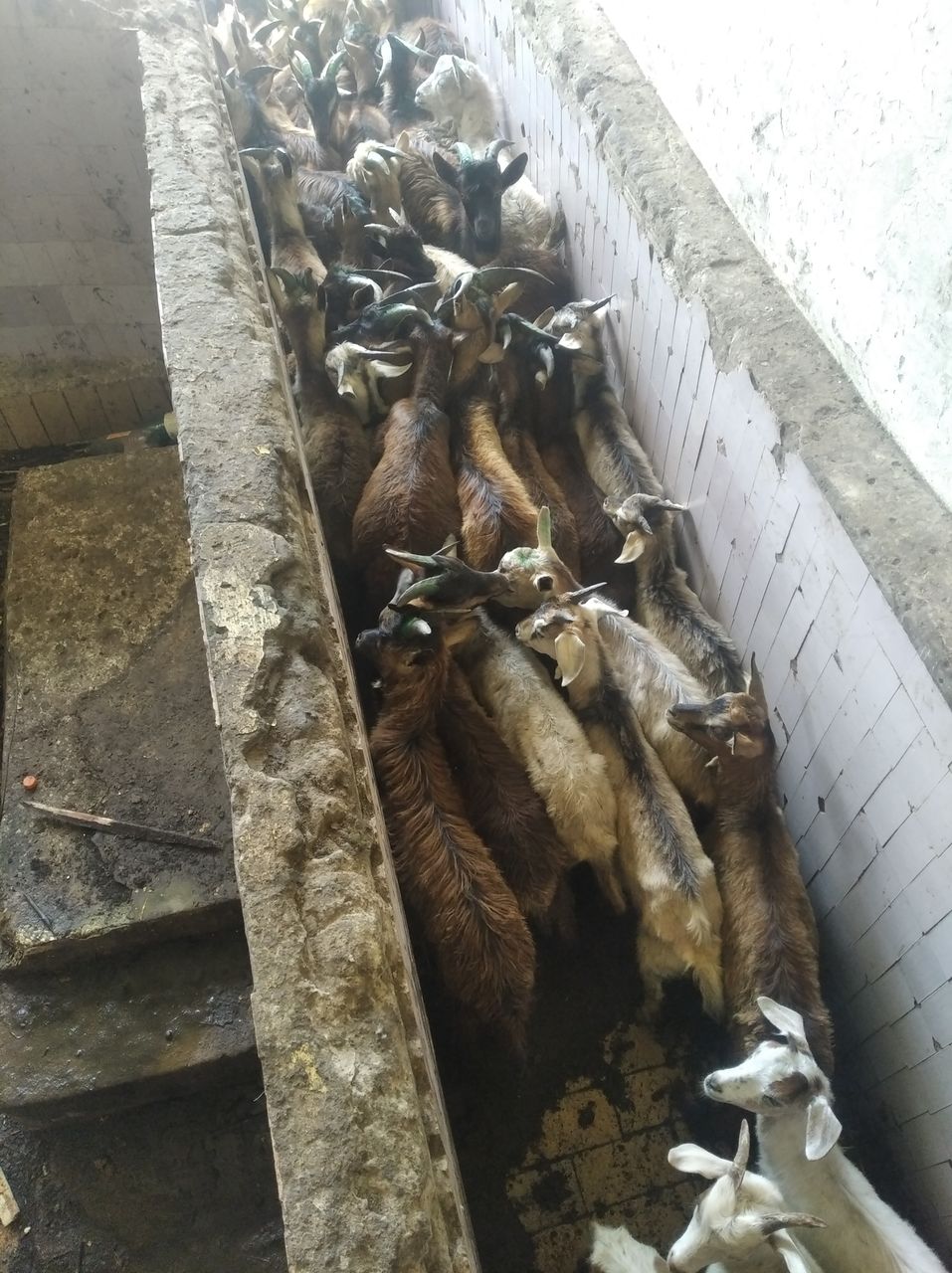 Закупаем ягнят козлят