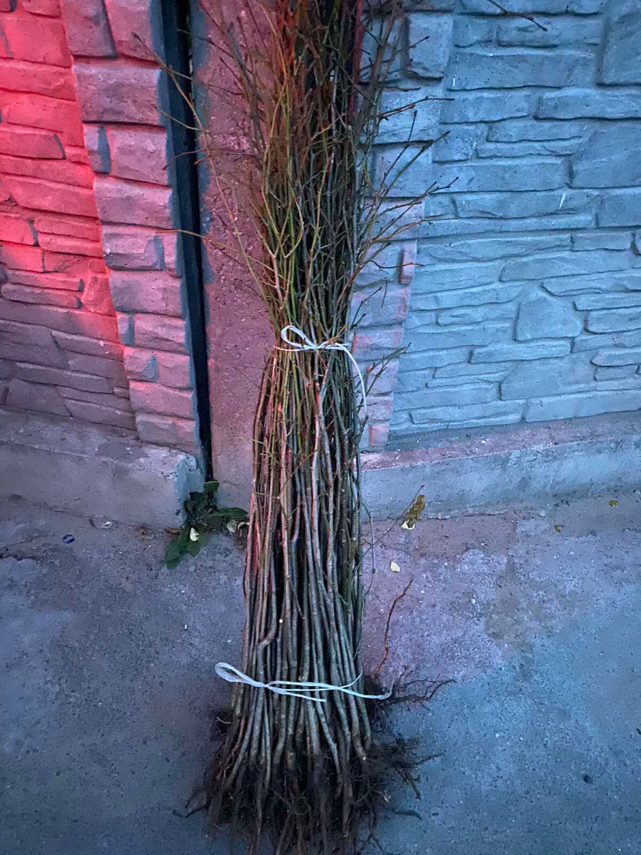 Lavanda,Material saditor de Lavanda,Tei,Mesteacan(Берёза),Stejar Rosu Canadian,Salcim,Frasin foto 1